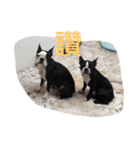 Boston Terrier Hoya＆Abby Life（個別スタンプ：1）