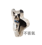 Boston Terrier Hoya＆Abby Life（個別スタンプ：2）