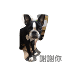 Boston Terrier Hoya＆Abby Life（個別スタンプ：3）