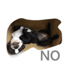 Boston Terrier Hoya＆Abby Life（個別スタンプ：4）