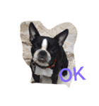 Boston Terrier Hoya＆Abby Life（個別スタンプ：5）