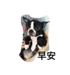 Boston Terrier Hoya＆Abby Life（個別スタンプ：6）