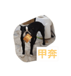Boston Terrier Hoya＆Abby Life（個別スタンプ：7）