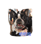 Boston Terrier Hoya＆Abby Life（個別スタンプ：8）