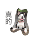 Boston Terrier Hoya＆Abby Life（個別スタンプ：9）