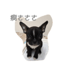 Boston Terrier Hoya＆Abby Life（個別スタンプ：10）