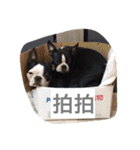 Boston Terrier Hoya＆Abby Life（個別スタンプ：11）