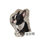 Boston Terrier Hoya＆Abby Life（個別スタンプ：12）