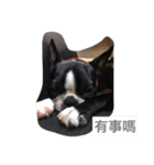 Boston Terrier Hoya＆Abby Life（個別スタンプ：14）