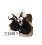 Boston Terrier Hoya＆Abby Life（個別スタンプ：15）