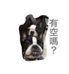 Boston Terrier Hoya＆Abby Life（個別スタンプ：18）