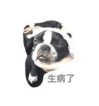 Boston Terrier Hoya＆Abby Life（個別スタンプ：19）