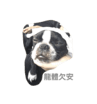 Boston Terrier Hoya＆Abby Life（個別スタンプ：20）