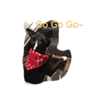 Boston Terrier Hoya＆Abby Life（個別スタンプ：21）