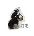 Boston Terrier Hoya＆Abby Life（個別スタンプ：22）