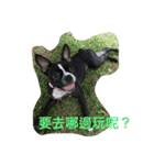 Boston Terrier Hoya＆Abby Life（個別スタンプ：23）