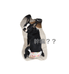 Boston Terrier Hoya＆Abby Life（個別スタンプ：26）