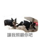 Boston Terrier Hoya＆Abby Life（個別スタンプ：27）