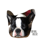 Boston Terrier Hoya＆Abby Life（個別スタンプ：28）