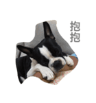 Boston Terrier Hoya＆Abby Life（個別スタンプ：29）