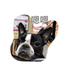 Boston Terrier Hoya＆Abby Life（個別スタンプ：30）