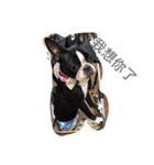 Boston Terrier Hoya＆Abby Life（個別スタンプ：31）