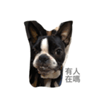 Boston Terrier Hoya＆Abby Life（個別スタンプ：32）