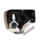 Boston Terrier Hoya＆Abby Life（個別スタンプ：33）