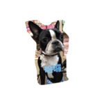 Boston Terrier Hoya＆Abby Life（個別スタンプ：34）