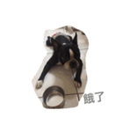 Boston Terrier Hoya＆Abby Life（個別スタンプ：35）