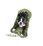 Boston Terrier Hoya＆Abby Life（個別スタンプ：37）