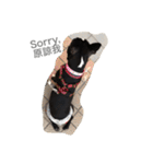 Boston Terrier Hoya＆Abby Life（個別スタンプ：38）