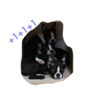 Boston Terrier Hoya＆Abby Life（個別スタンプ：40）