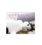 よもわら壱（個別スタンプ：1）