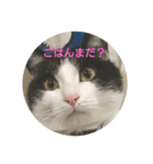 よもわら壱（個別スタンプ：6）