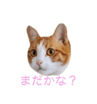 ロビンと愉快な仲間たち（個別スタンプ：6）