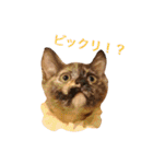 ロビンと愉快な仲間たち（個別スタンプ：9）