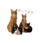 ロビンと愉快な仲間たち（個別スタンプ：11）