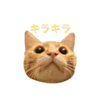 ロビンと愉快な仲間たち（個別スタンプ：13）