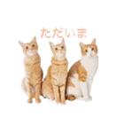 ロビンと愉快な仲間たち（個別スタンプ：22）