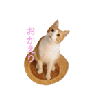 ロビンと愉快な仲間たち（個別スタンプ：23）