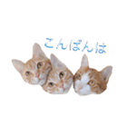 ロビンと愉快な仲間たち（個別スタンプ：24）