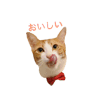 ロビンと愉快な仲間たち（個別スタンプ：27）