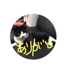 05tabi（個別スタンプ：8）