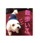 がじまるくん（個別スタンプ：5）