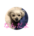 がじまるくん（個別スタンプ：10）
