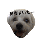がじまるくん（個別スタンプ：15）