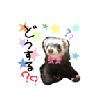 フェレット くくちゃん（個別スタンプ：1）