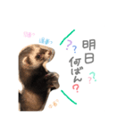 フェレット くくちゃん（個別スタンプ：3）