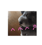 ラウラ先輩の日常1（個別スタンプ：1）